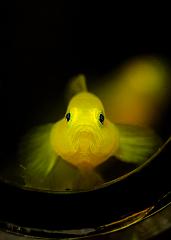 07_Trimma stobbsi_(Yellowhead_dwarf_goby)